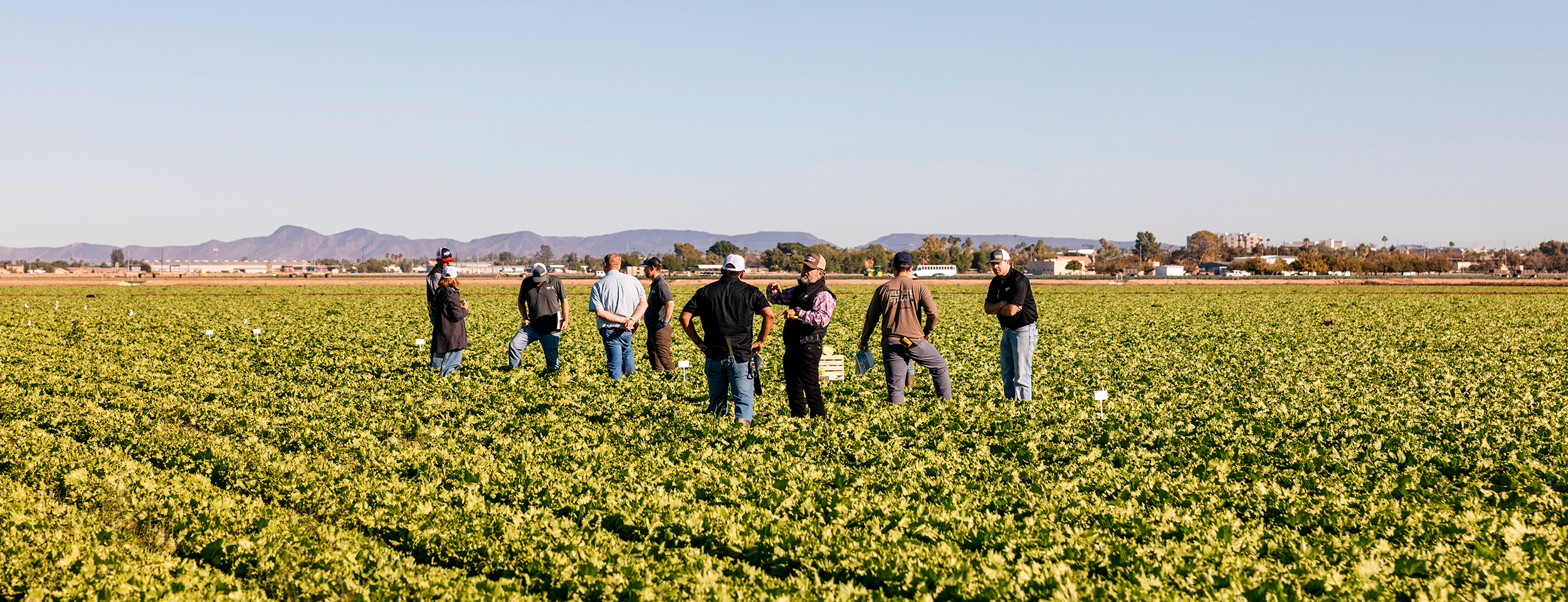 Vilmorin-Mikado USA - Vegetable seeds experts