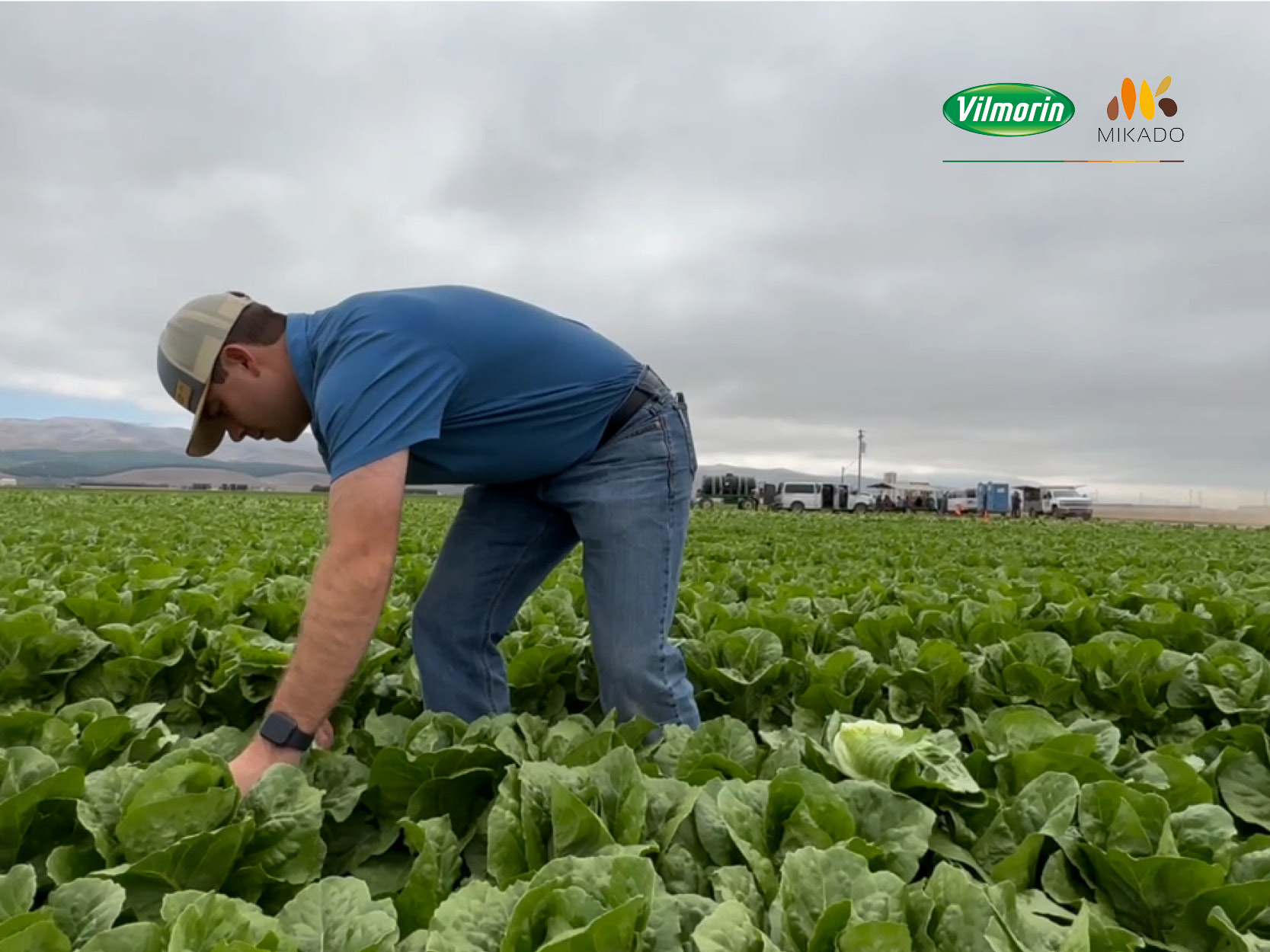 Vilmorin-Mikado presents Bluerock Romaine lettuce