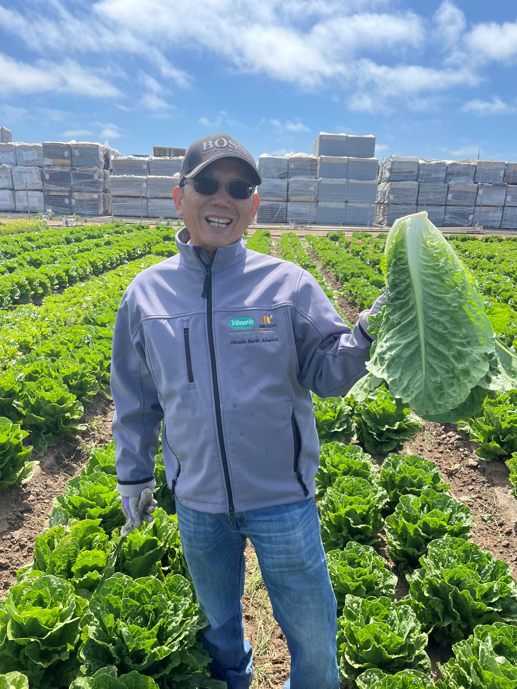 Lettuce, Breeding program, USA