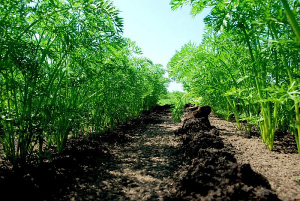 Carrot field