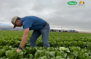 Vilmorin-Mikado presents Bluerock Romaine lettuce