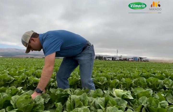 Vilmorin-Mikado presents Bluerock Romaine lettuce