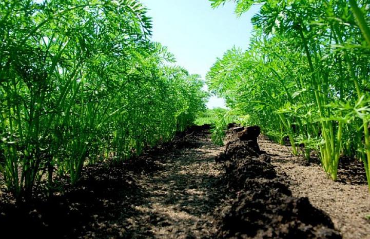 Carrot field