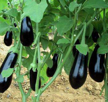 Eggplant field